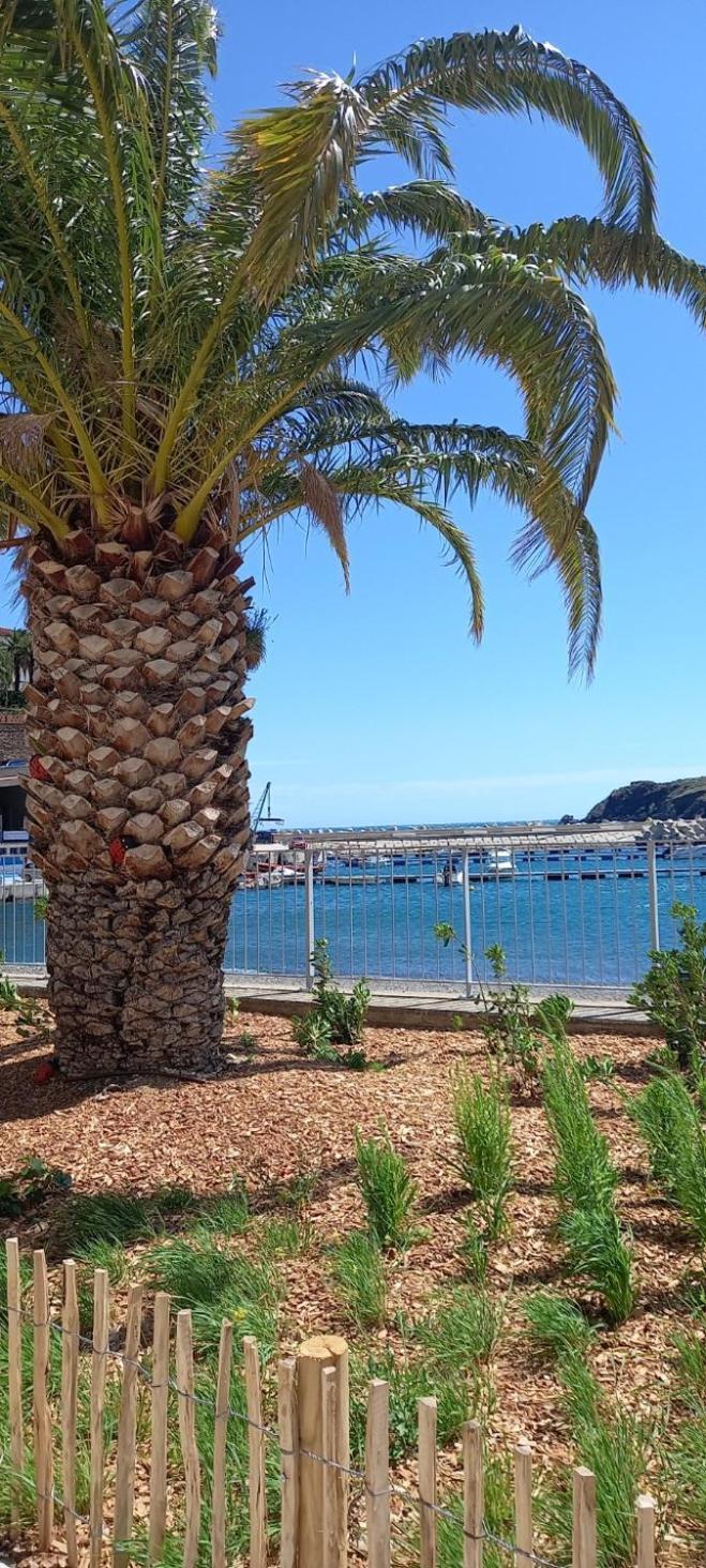 Appart F3 A 150 M De La Plage Avec Parking Prive Cerbère المظهر الخارجي الصورة